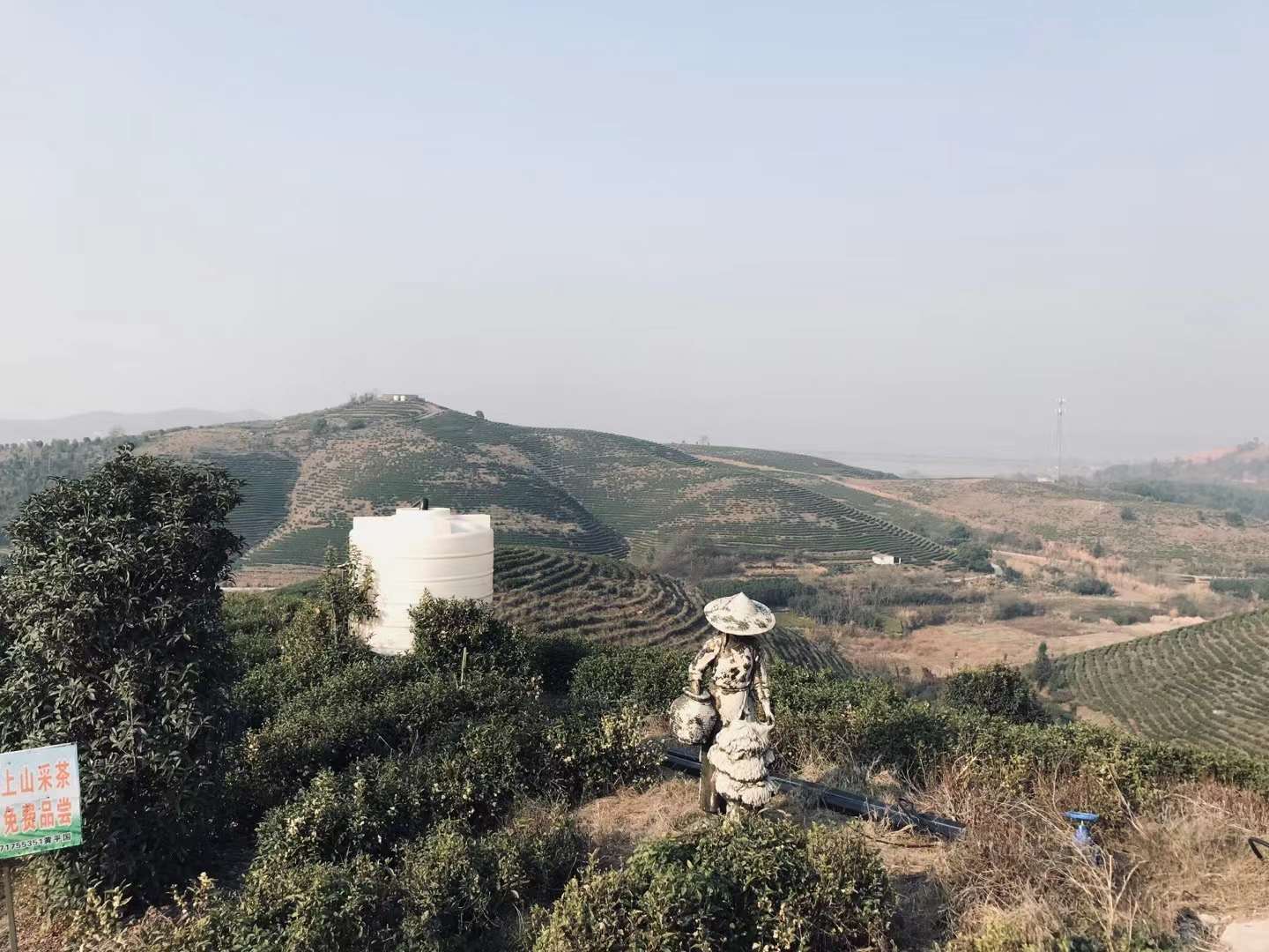集团投资部门领导前往大冶湖考察金海白茶